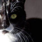 lil black & white kitty